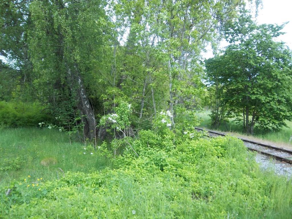 Minst halva dungen med träd som står på ca 30 meters avstånd skulle behöva tas bort.