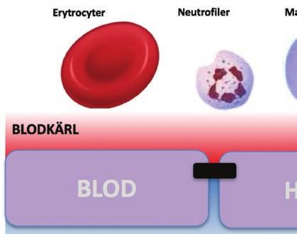 Figur 1 a) Den intakta blodhjärnbarriären förhindrar passage av blodceller, bakterier, högmolekylära och hydrofila ämnen Figur 1 b) Den intakta blodhjärnbarriären tillåter diffusion av små molekyler