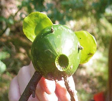 Corylifolii in the province of Halland, SW Sweden) 301 Burén, T: Allanders björnbär ett nygammalt krypbjörnbär (Rubus allanderi a recently validated name for a Swedish bramble) 307 Oredsson, A: