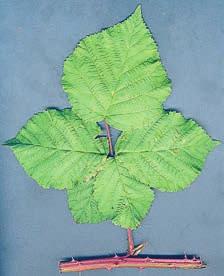 nordicus; Weber 1998) på grund av deras inskurna blad eller grova bladsågning. Sådana blad kan man leta upp i de flesta bestånd och deras förekomst har knappast något taxonomiskt värde.