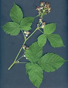 KRYPBJÖRNBÄR Figur 14. Steningebjörnbär. Steningebjörnbär R. sordirosanthus har små rosa blommor i en upptill bladlös blomställning, smalt hjärtlika, gulgröna blad med svag dubbelsågning. R. sordirosanthus is very common around Steninge.