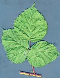 leaves and a furrowed stem Figur 20. Onsalabjörnbär R. multibracteata.