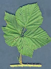 It has simple upper leaves in a sparse inflorescence, many prickles on leaves and stems, broad stipules, marked leaf nerves and a characteristic leaf shape.