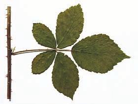 Innan han insåg att det var en ny art togs den upp i Blekinges flora (Holmgren 1942) under namnet Rubus centiformis var. mortensenii.