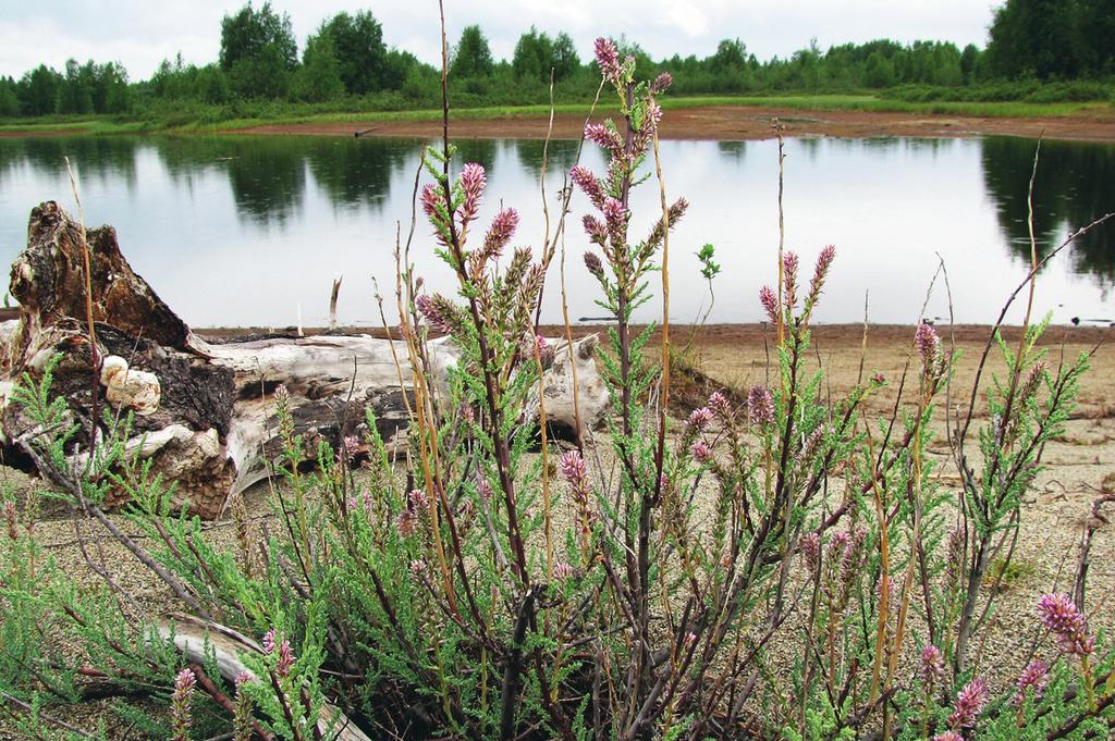 Klådris i Indalsälvens delta I Indalsälvens delta har klådriset sin starkaste förekomst i landet. Stefan Grundström berät tar om artens historia och ekologi. Figur 1.