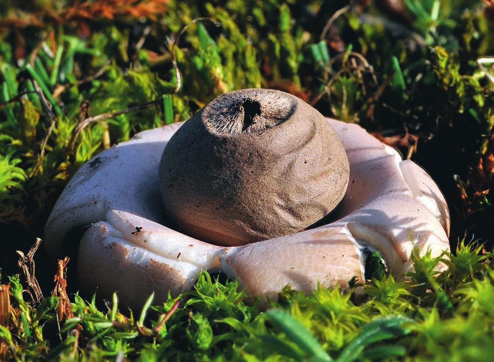 ANDERSSON Figur 2. Säckjordstjärna Geastrum saccatum. Fransat peristom som är tydligt avsatt, oskaftad rökboll nedsänkt i exoperidiet. Öland, Köping s:n. Välbetad, öppen torräng på kalkrik sand.