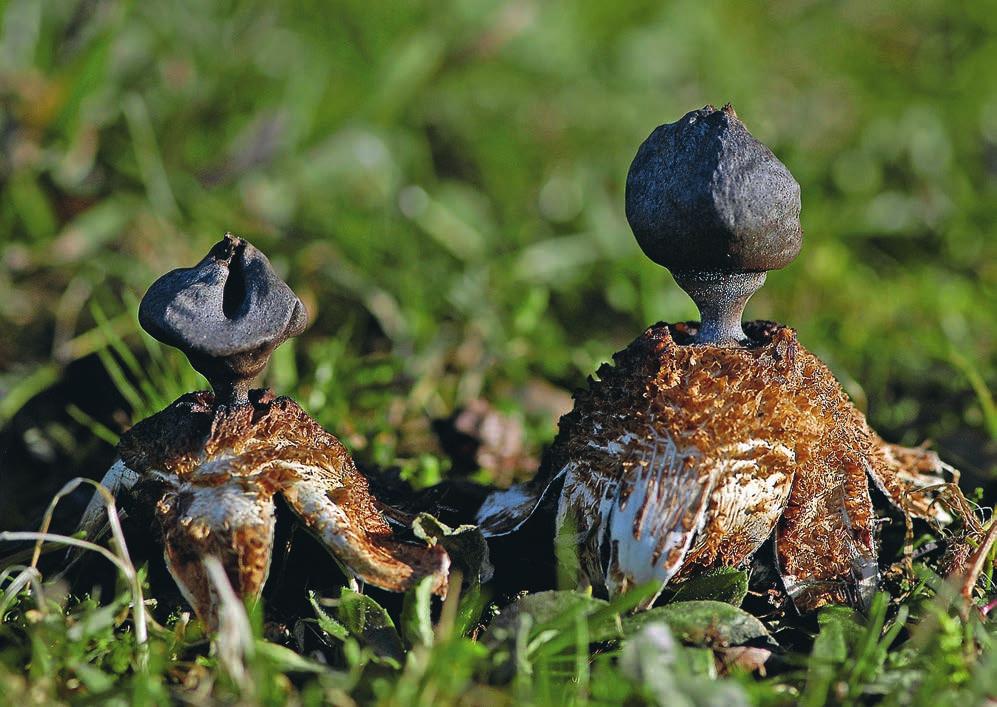 JORDSTJÄRNOR Mörk jordstjärna Geastrum coronatum Mörk jordstjärna är en medelstor stor art som mäter 3 11 cm mellan flikarnas spets. Exoperidiet spricker upp i 7 12 flikar. Arten är inte hygroskopisk.