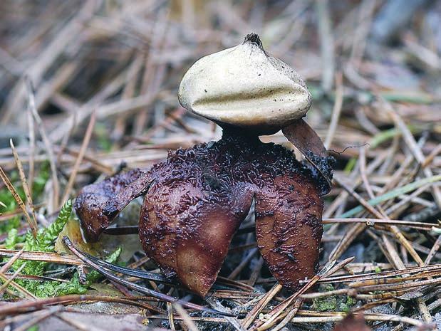 a Figur 4. Rödbrun jordstjärna Geastrum rufescens. Fransat peristom, skaftad rökboll, det pseudoparenkymatiska skiktet är rödbrunt till färgen. a) Öland, Gräsgård s:n.