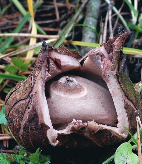 21 oktober 2007. Kragjordstjärna Geastrum triplex Kragjordstjärna är en medelstor stor art som mäter 4 15 cm mellan flikarna. Enstaka exemplar kan bli betydligt större.