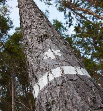 I den här broschyren berättar vi hur det går till att bilda naturreservat. Här får du som är fastighetsägare eller annan sakägare svar på frågor om naturreservat.