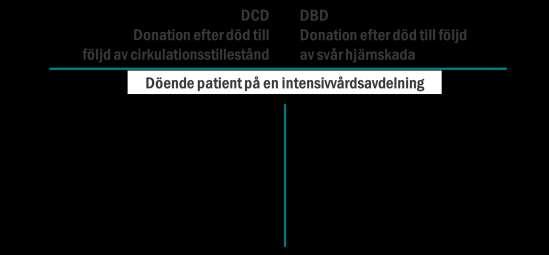 Frågor & Svar Vad är DCD? I Sverige tillvaratas och transplanteras idag organ från avlidna donatorer genom en s.k. DBD-process.