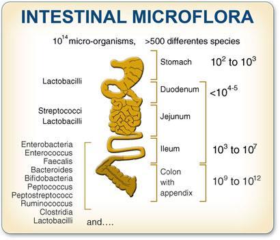 Tarmfloran (Gut flora) Bakterierna: 500 (1000) arter i tarmen