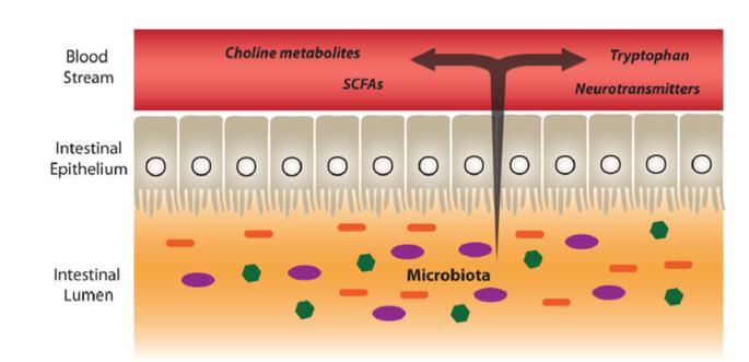 Distala funktioner Immunsystemet utveckling och forts.