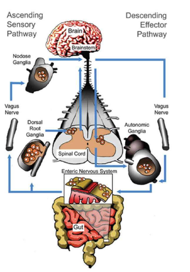 fettmetabolism Enteriska nervsystemet gut-brain-axis HPA-axis