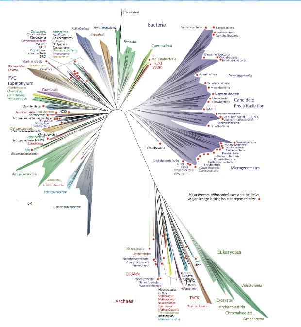 The new tree of life 92 phyla osv