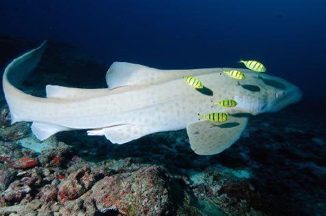 Dykningen bjuder på en varia0on av fina makrodyk, spännande strömdyk i kanalerna och mycket pelagisk fisk.