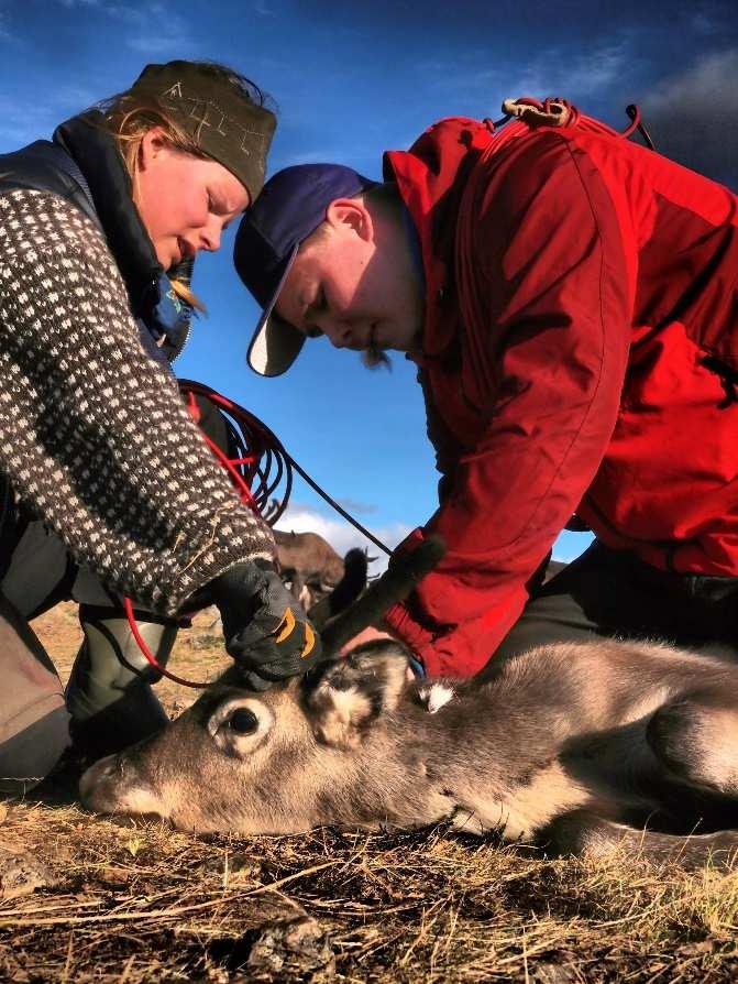 3. Försäkra långsiktiga resurser för samebyar/ssr från staten Resursfrågan är akut för många samebyar och SSR Tjänstemän: samebyars resursbrist försvårar myndigheternas