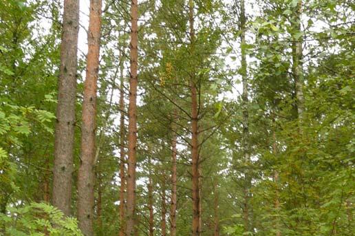 ett grönstråk som förbinder de olika grönområden i denna delen av staden. Sammantaget har alltså denna detaljplan stöd i ÖP. 4.