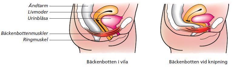 Bäckenbottens funktion vid vila & kontraktion Långsamma muskelfibrer 70% vilotonus passiv kontinens