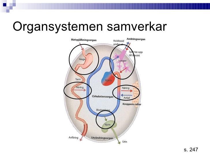 Organsystem samverkar i kroppen För att kroppens celler ska få leva och växa behöver de näring, syre och få bort sin avfall Dessa kräver