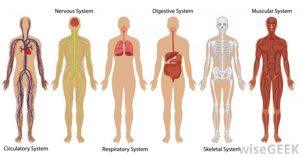 Kroppens organ/organsystem * Läs sida 167 i din biologibok.