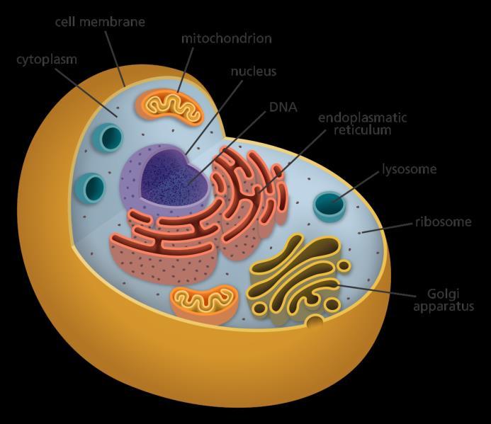 Kroppen: celler i samarbete Celler