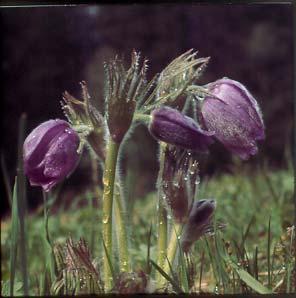 Bevarandeplan Natura 2000 Nipsippan i Krången SE0710161 Namn: