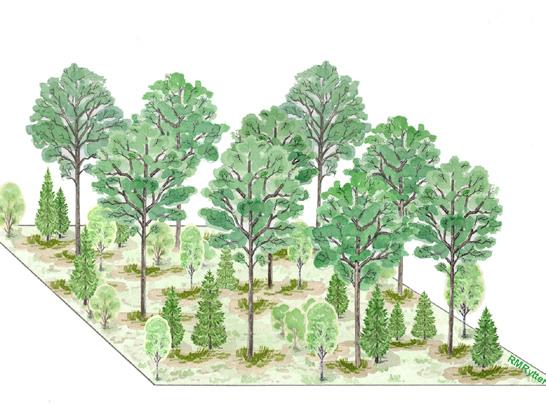 Skötselmodeller Det finns många modeller för att sköta ekskog, men gemensamt är att slutmålet är grovt sågtimmer av hög kvalitet.