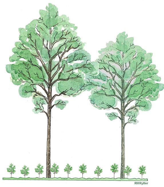 En tumregel är att ekens krona bör vara ungefär 20 gånger diametern. Ett träd med 50 cm stamdiameter ska då ha en krondiameter på ungefär 10 meter. Här har beståndet börjat avvecklas.