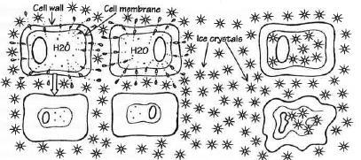 isbildning Membran-uppbyggning Osmotisk justering Reglering av planthormoner Frosthämmande förbindelser Antioxidant försvars-system Proteiner som bildas vid kyla Produktion av