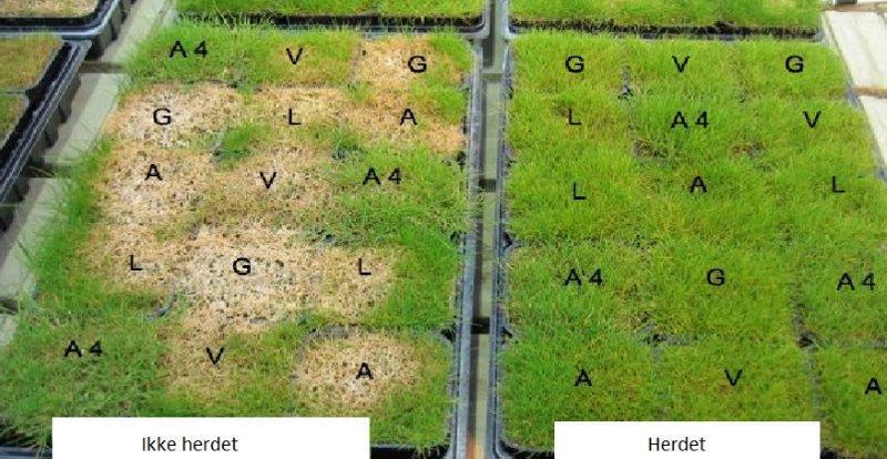 Härdning ökar resistens mot snömögel