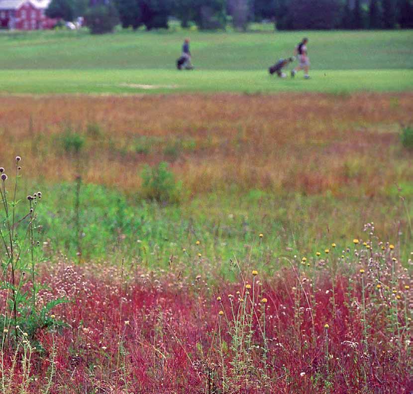 Även påtagligt hårt nyttjade områden kan hysa värdefulla miljöer för växter och djur, vilket torrängsmiljöer vid en golfbana i anslutning till Älvkarleby är bra exempel på.