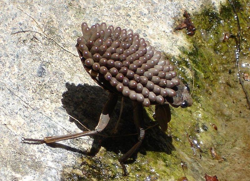 Hur föreställningar om kön påverkar biologi Photo