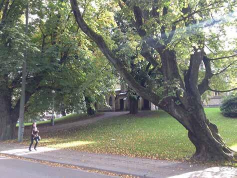 Fördjupad kulturmiljöbeskrivning: Kungsparken och Nya Allén Vårblomningen med mattor av lökväxter.