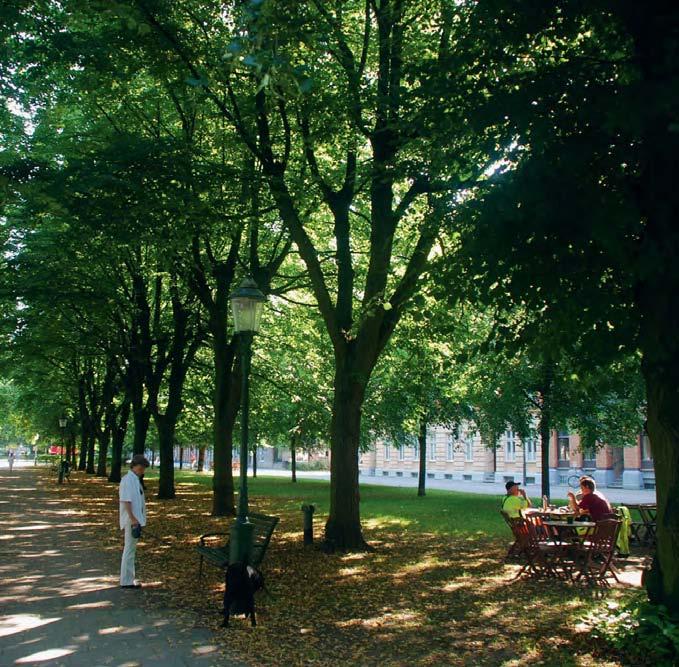 Foto: Anna Levinsson Trädens liv i staden från etablering till vitalisering Träden i våra städer är viktiga.