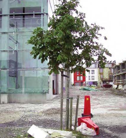 Det är också viktigt att känna till hur vid och djup planteringsgropen är, hur väl överskottsvatten kan dräneras från rotzonen och hur stort ut rym - me rötterna kan växa i utanför planteringsgropen.