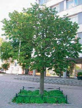 Att förlänga trädens livslängd På ett antal platser i Malmö har man använt olika metoder för att förbättra ståndorten och därigenom vitalisera stadsträden.
