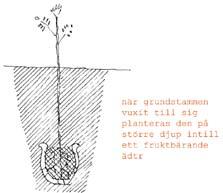 Även här fann hon krukor, men nu var de hela och nedgrävda. Krukorna fanns i två positioner. A) Samlade på två ställen och nedgrävda ca fem cm.