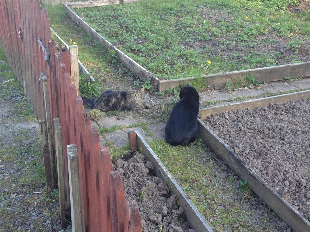 Lucifer En överlevare! Veckans västerkatt I Veckan som varit fick vi in ett fall om en kattmamma med ungar som höll till i kolloniträdgården i bergsjön.