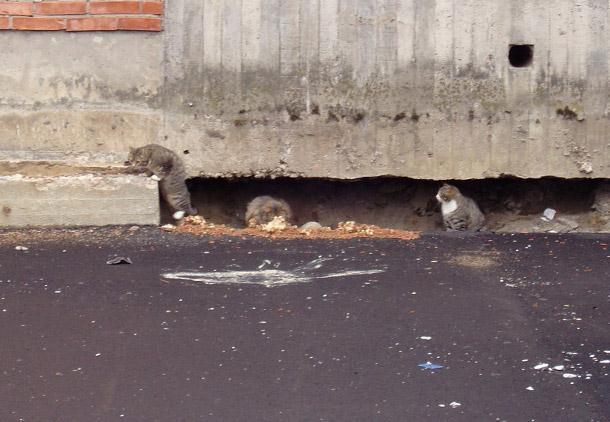 Suzanne - Hungriga kattmagars tröst Veckans volontär Oavsett dag eller natt så tar Suzanne sin trogna tvåhjulade vän och trampar med beslutsamhet genom kviberg och gamlestan, i regn och rusk, snö och