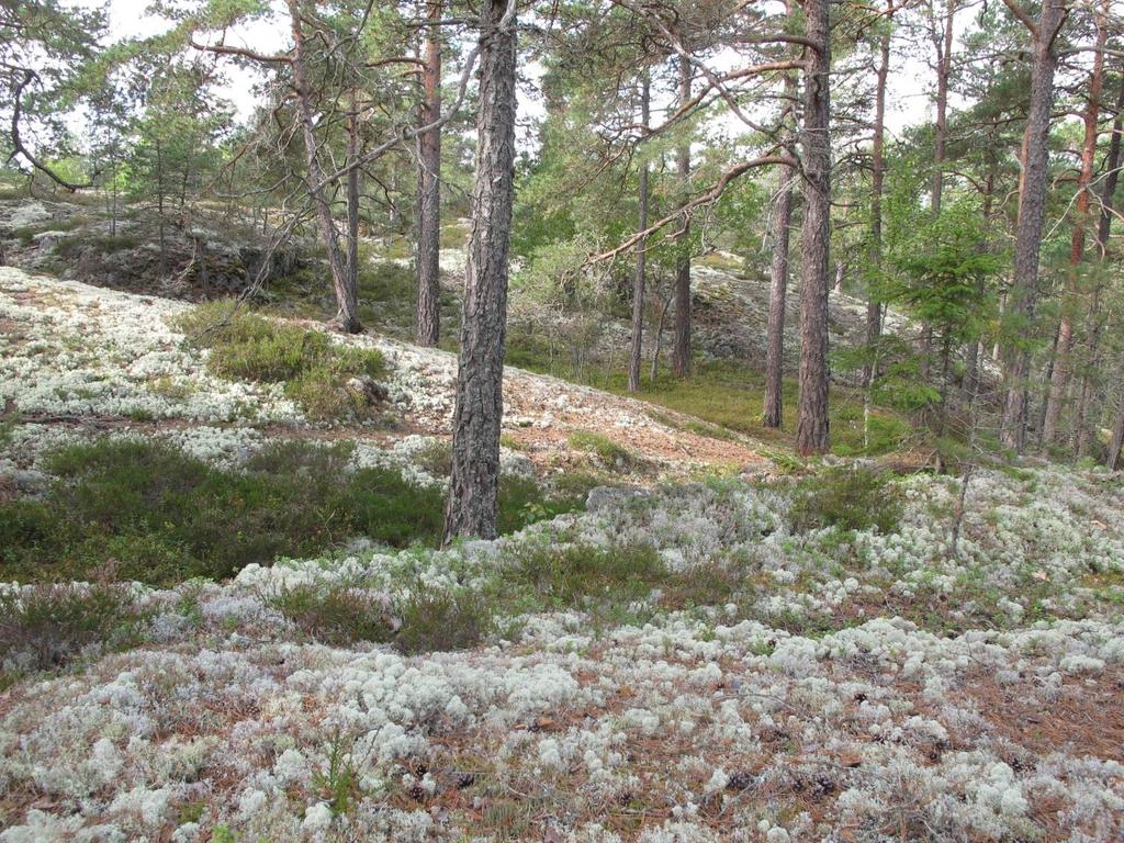 Skogen vid Södertälje Naturskola Inventering och