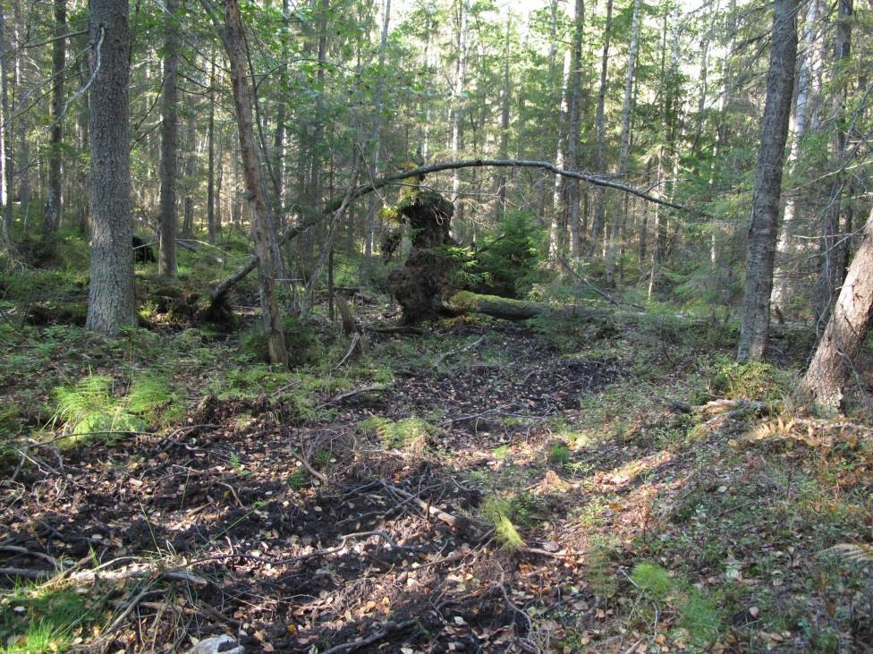 Vegetationen Skogsområdet är dominerat av barrskogar, på höjderna av tall, på moränsluttningarna främst av gran.
