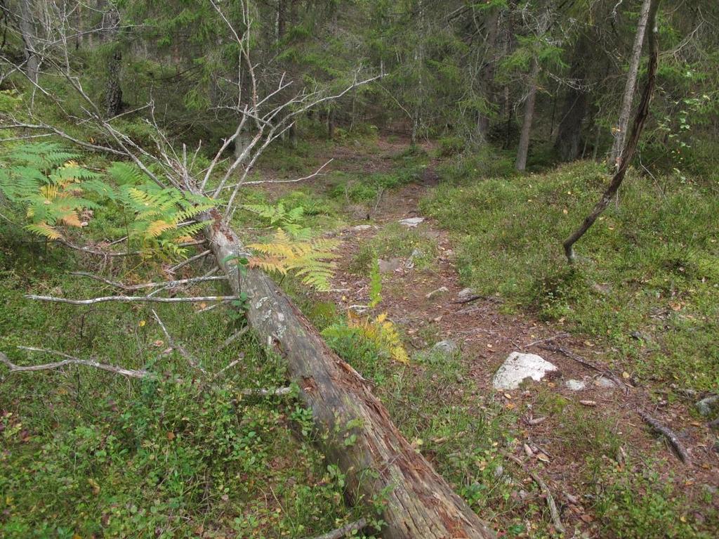 ett dike norr om Naturskolan finns en fuktängsvegetation med grenrör, skogssäv och högörter Här växer även lövskog med asp, björk och al.