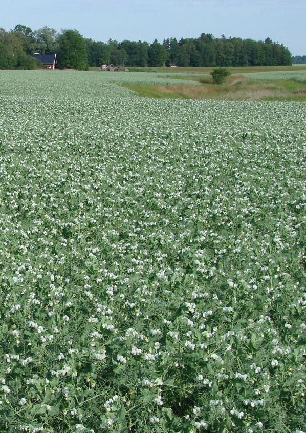 Ekologiskt utsäde våren 2013 Grynhavre/foder Kerstin: Högavkastande sort med god stråstyrka. Sorten är resistent mot Gotlandstypen av nematoder.