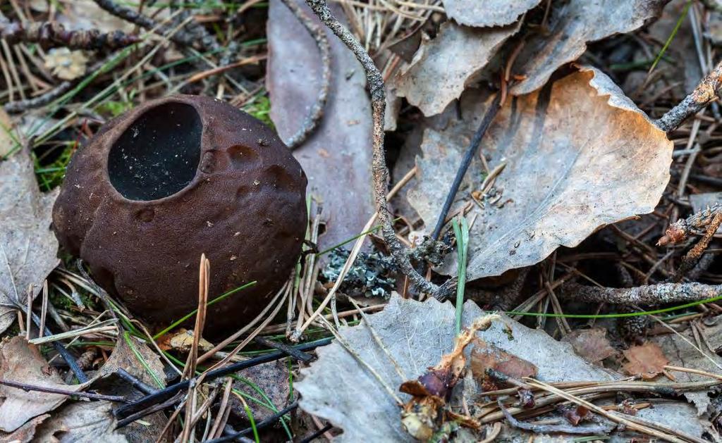 Figur 4.6: Bombmurkla, Sarcosoma globosum Något längre söderut tangerar ledningsgatan Brånsta, Tösta och Gunsta grustag (NV 8).