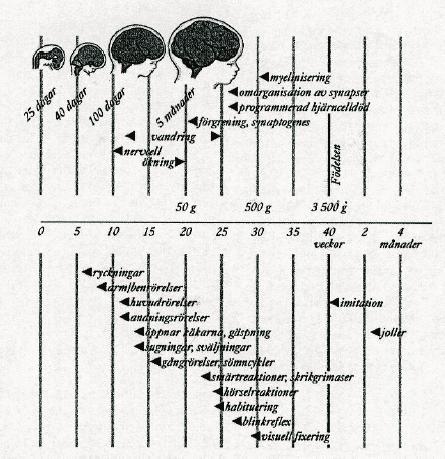 Figur 4. Morfologiska och funktionella milstolpar av hjärnans utveckling.