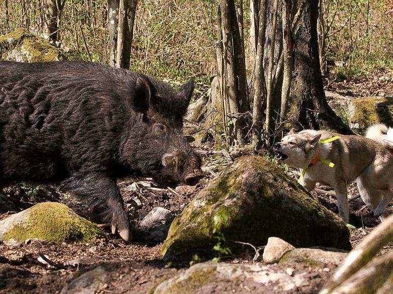 Välj bort Hundar som ger sig på friska och oskadade vildsvin.