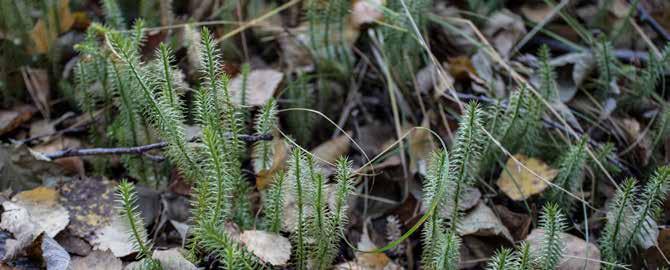 Kärlväxter Revlummer Lycopodium annotinum art- och habitat Skyddad enligt Art- och habitatdirektivet Fridlyst enligt Artskyddsförordningen i hela landet Även om revlummer inte är akut hotad är den