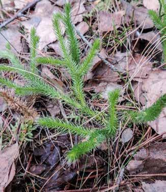 Kärlväxter Mattlummer Lycopodium clavatum art- och habitat Skyddad enligt Art- och habitatdirektivet Fridlyst enligt Artskyddsförordningen i hela landet Även om mattlummern, liksom revlummern, inte