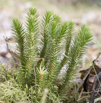 Kärlväxter Lopplummer Huperzia selago art- och habitat Skyddad enligt Art- och habitatdirektivet Fridlyst enligt Artskyddsförordningen i hela landet Lopplummer är en grovt byggd lummerväxt med